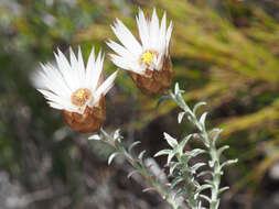 Image of Helichrysum retortum (L.) Willd.