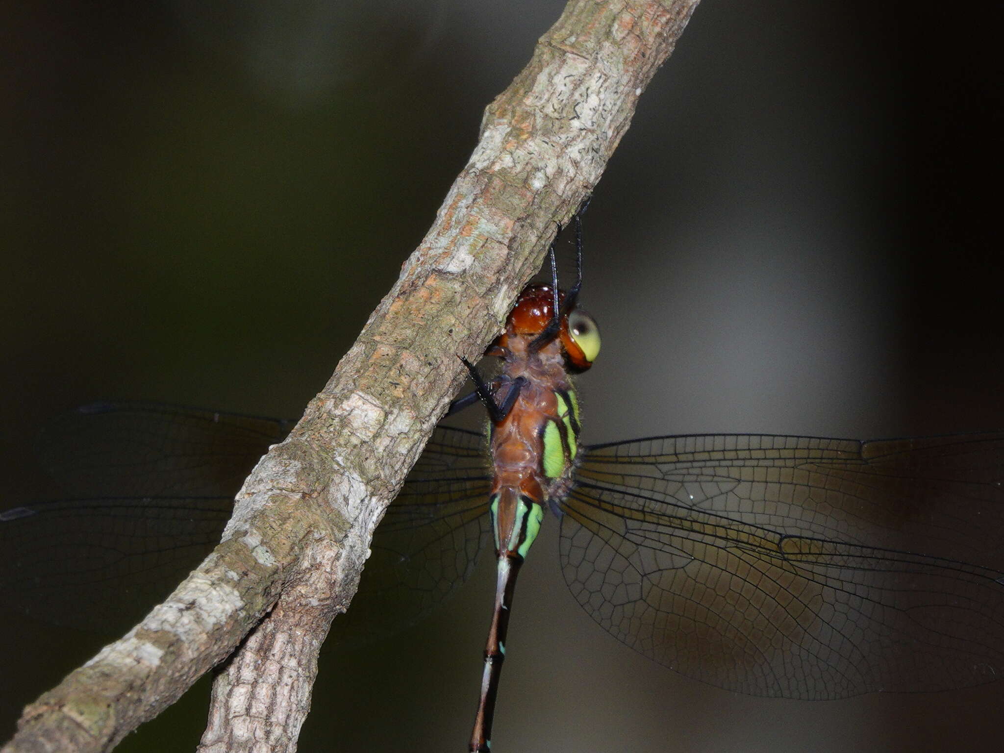 Image of Green-striped Darner