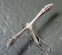 Image of Belfrage's Plume Moth