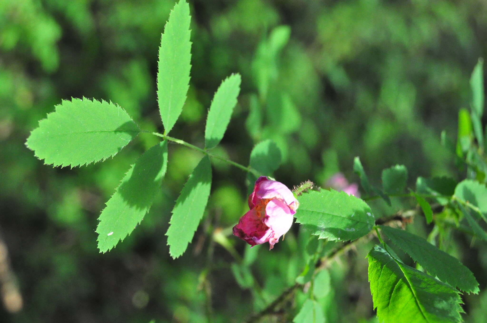 Imagem de Rosa gymnocarpa Nutt. ex Torr. & Gray