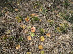 صورة Drosera zonaria Planch.