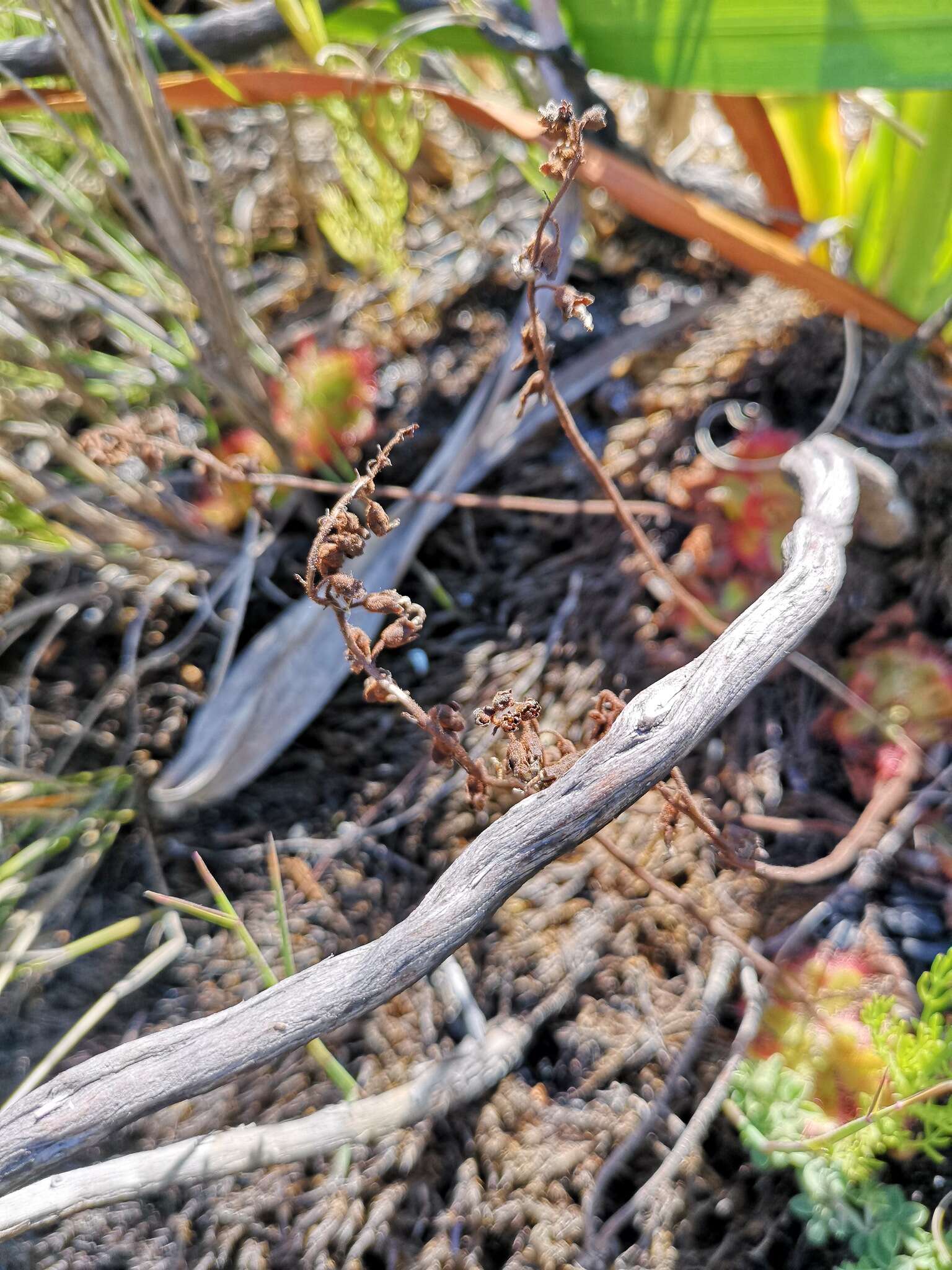 Image of Drosera cuneifolia L. fil.