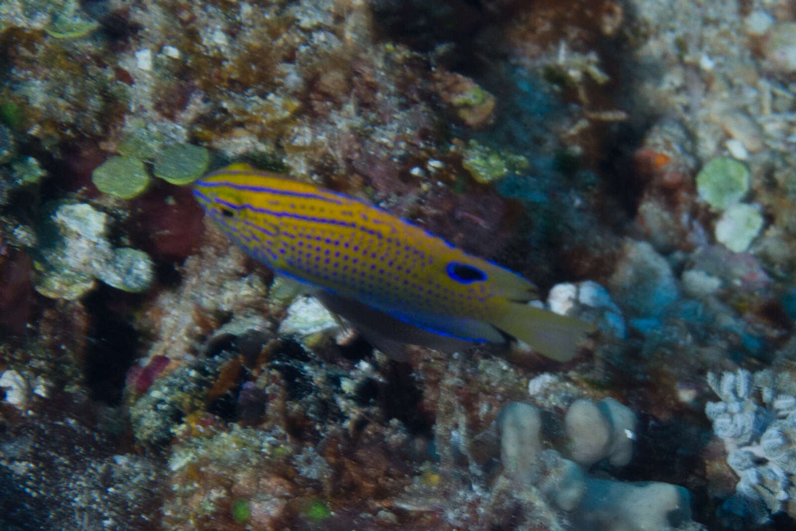 Image of Ocellate damselfish