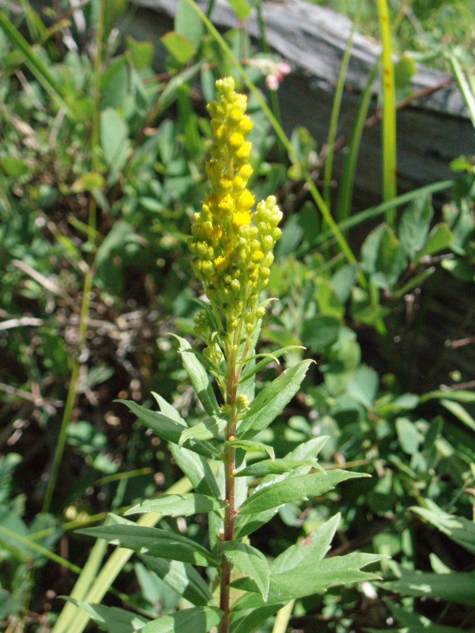 Image of rough Canada goldenrod