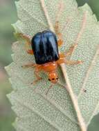 Image of Tomapoderus ruficollis (Fabricius & J. C. 1781)