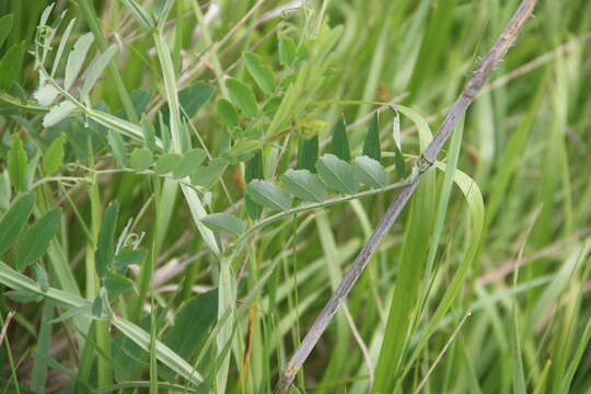 Lathyrus incurvus (Roth) Willd. resmi