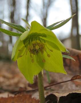 Image of Fragrant hellebore