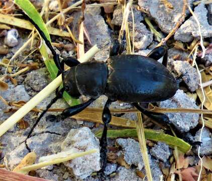 Image of Long-horned beetle