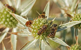 Image of Andrena variabilis Smith 1853