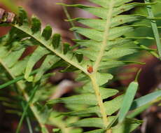 Image of Sticherus lobatus Wakef.