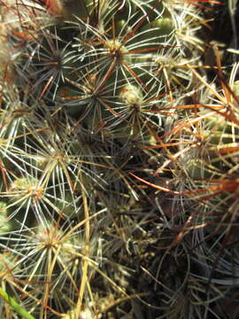 Image of mountain ball cactus