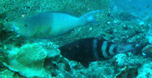 Image of Bartail parrotfish