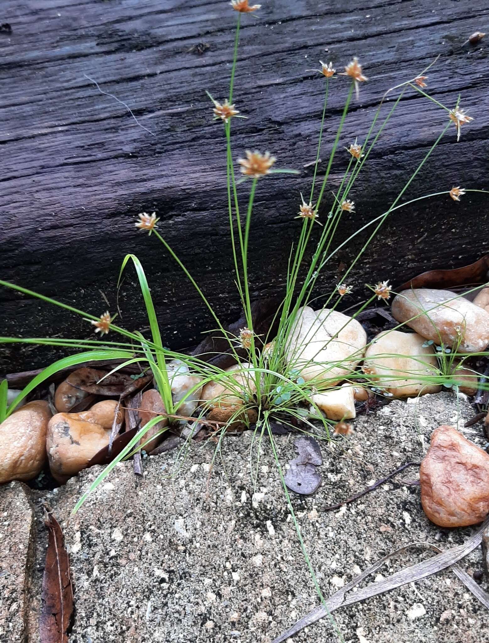 Image of watergrass