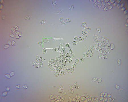 Image of Singerocybe clitocyboides (Cooke & Massee) Zhu L. Yang, J. Qin & Ratkowsky 2014