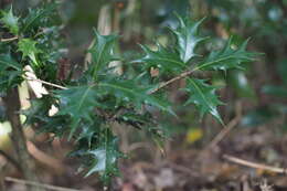 Image of holly osmanthus