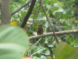 Image of Barred Puffbird