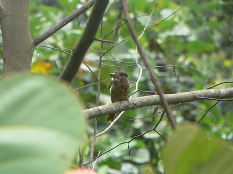 Image of Barred Puffbird