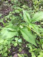 Image of Arisaema stewardsonii Britton