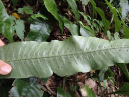 Image of Neocheiropteris ensata (Thunb.) Ching