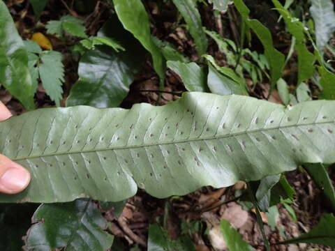 Neocheiropteris ensata (Thunb.) Ching resmi