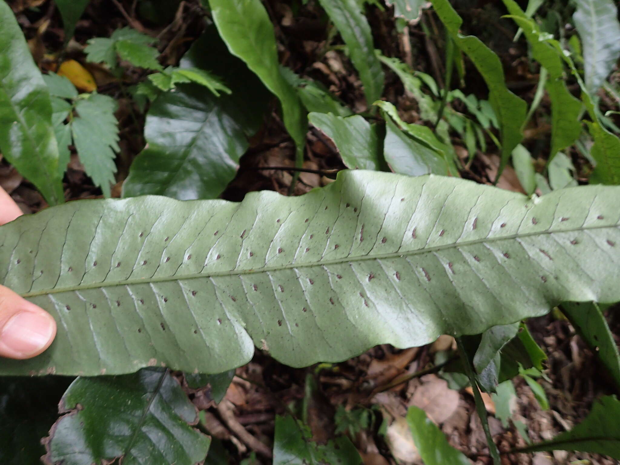 Image of Neocheiropteris ensata (Thunb.) Ching