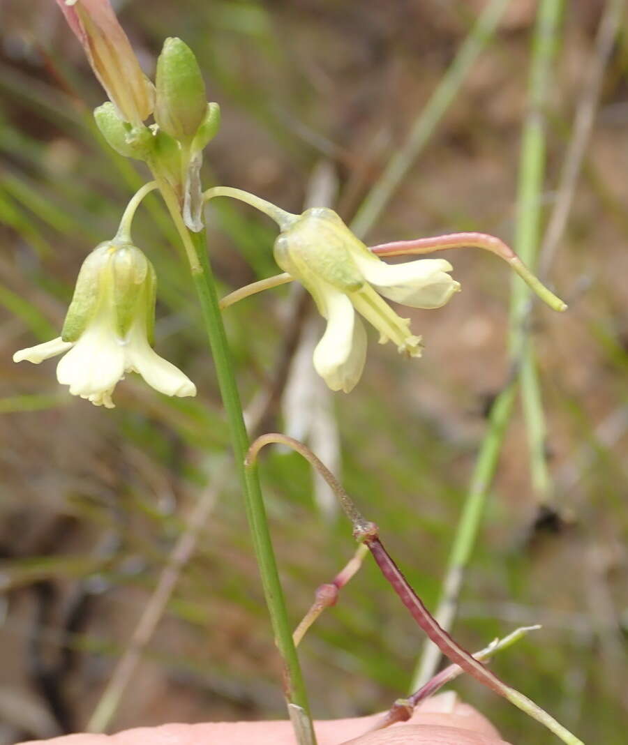 Слика од Heliophila elongata (Thunb.) DC.