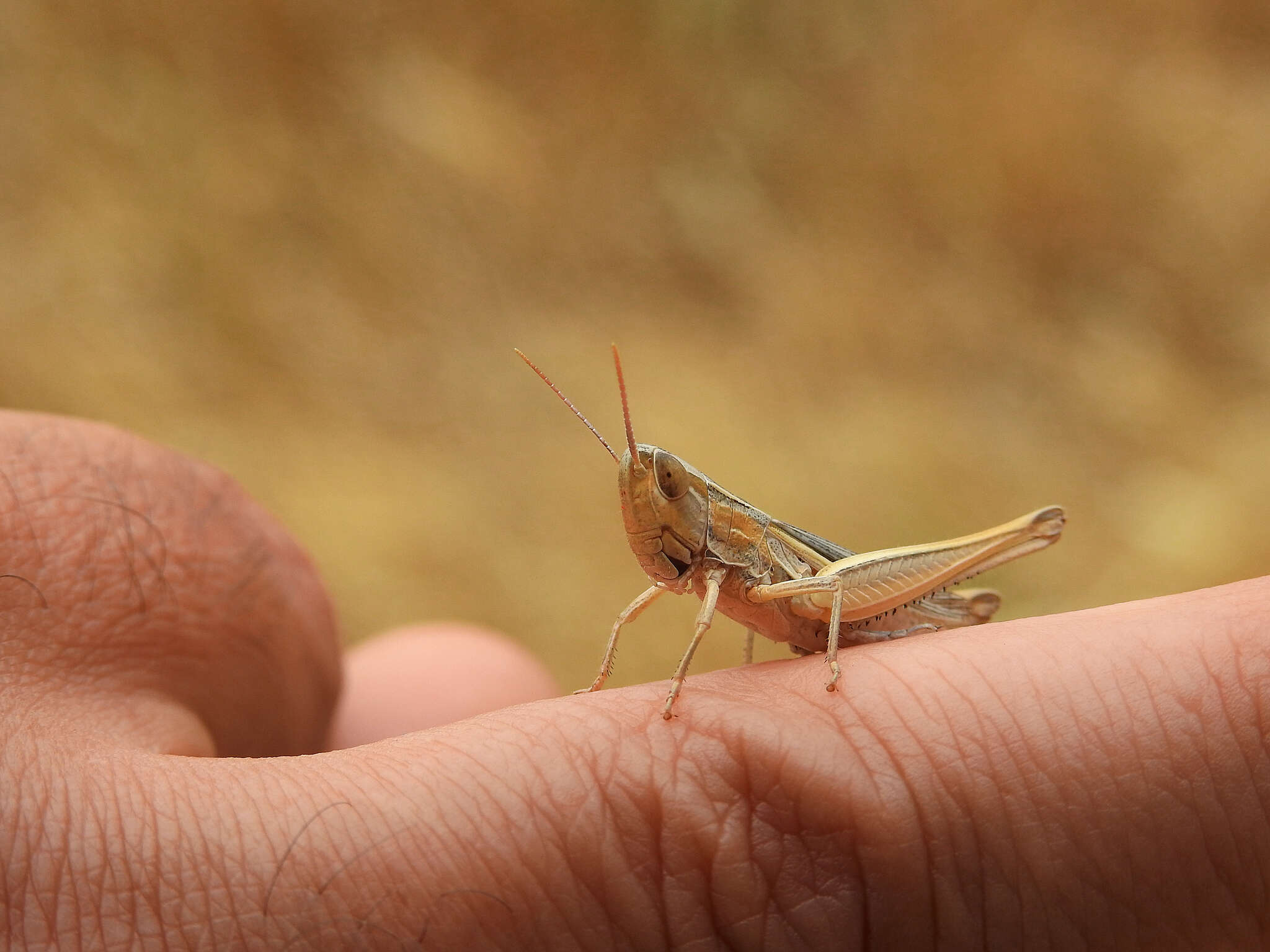 Image de Euchorthippus elegantulus gallicus Maran 1957