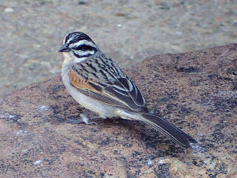 Sivun Emberiza capensis capensis Linnaeus 1766 kuva