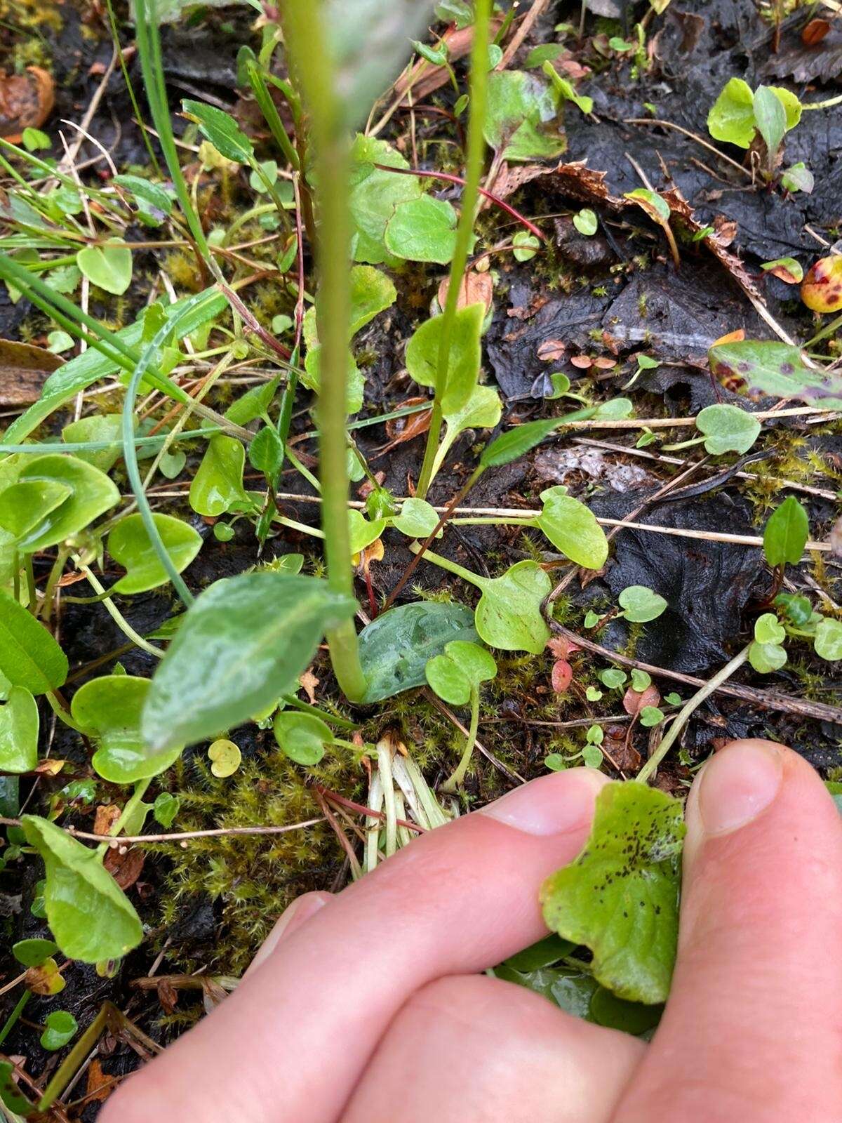 Image of Dactylorhiza viridis var. viridis