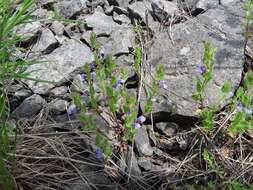 Scutellaria parvula Michx. resmi