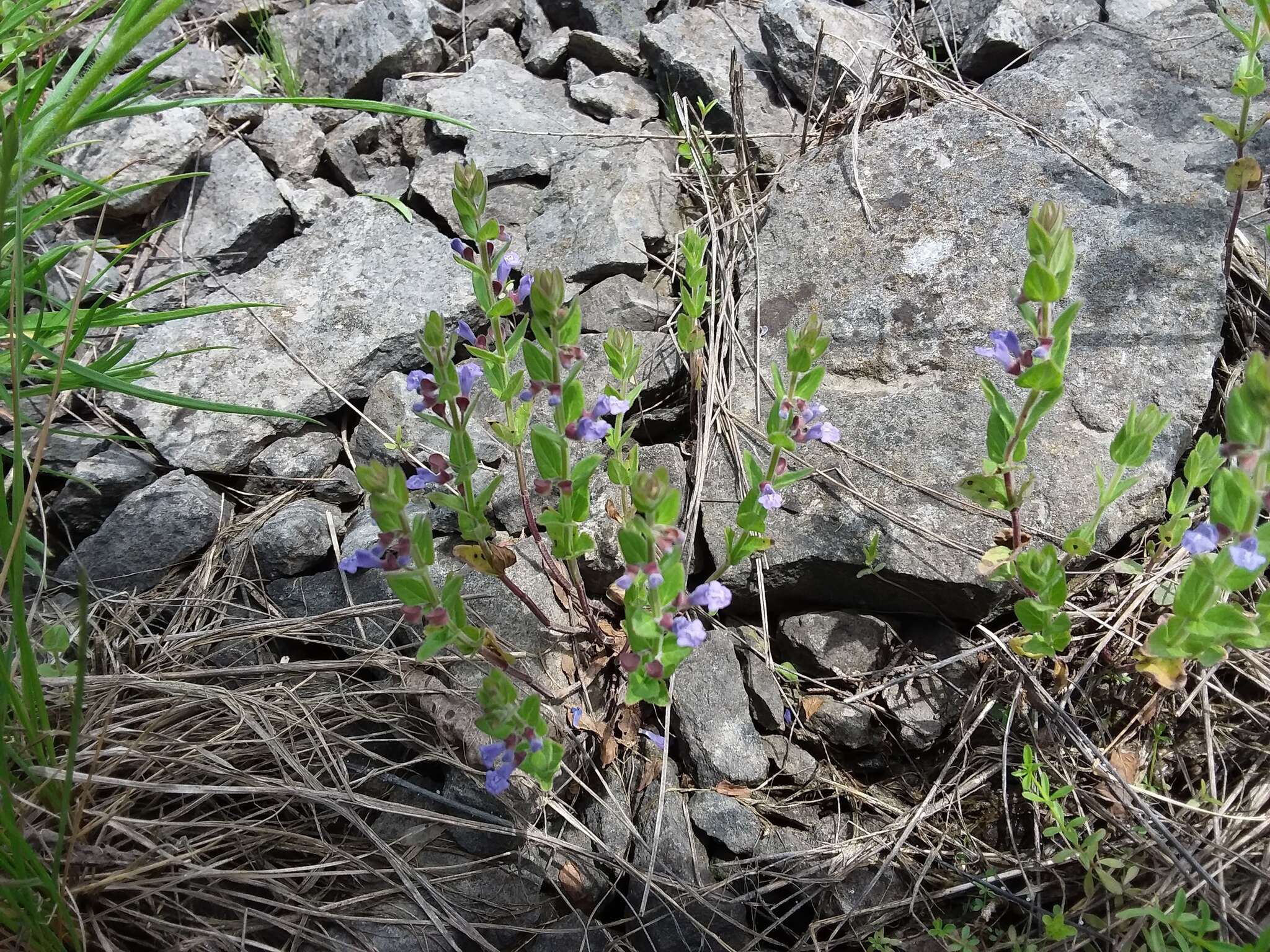 Scutellaria parvula Michx. resmi