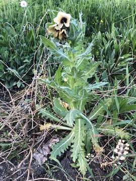 Image of black henbane