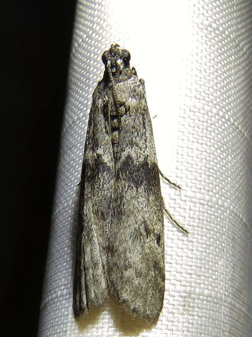 Image of Mediterranean Flour Moth