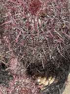 Image of Fire Barrel Cactus