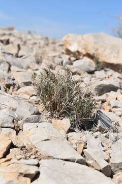 Image of Bigelow's desertgrass