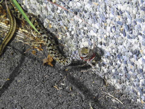 Image of buff striped keelback