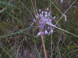 Image of Allium carinatum subsp. pulchellum (G. Don) Bonnier & Layens