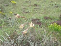 Imagem de Gladiolus longicollis subsp. longicollis