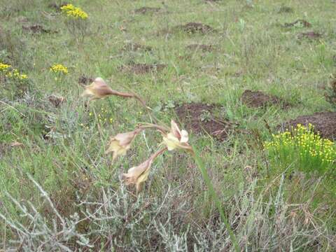 Imagem de Gladiolus longicollis subsp. longicollis