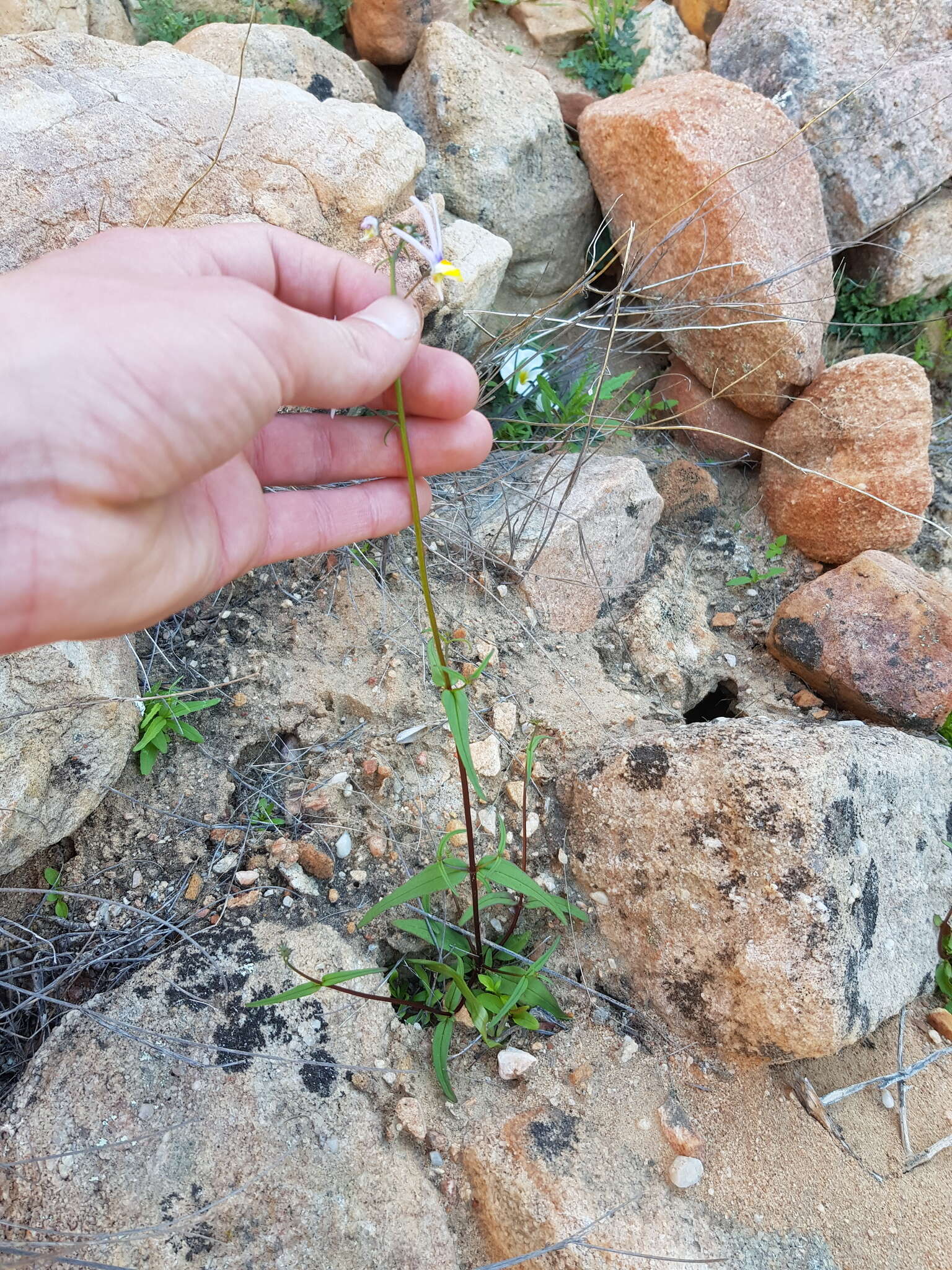 Слика од Nemesia cheiranthus E. Mey. ex Benth.