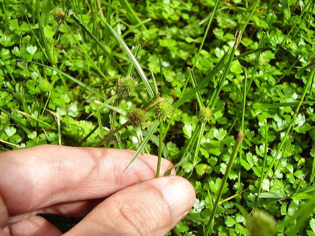 Слика од Cyperus brevifolius (Rottb.) Hassk.