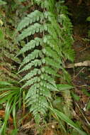 Image of Royal Spleenwort