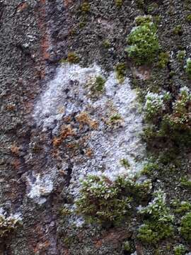 Image of Athelia arachnoidea (Berk.) Jülich 1972