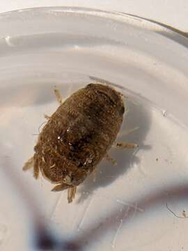 Image of Mangrove boring isopod