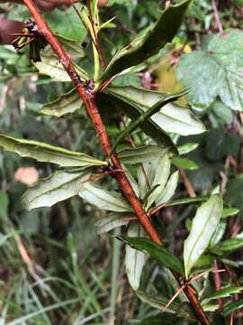 Image of Berberis nantoensis C. K. Schneid.