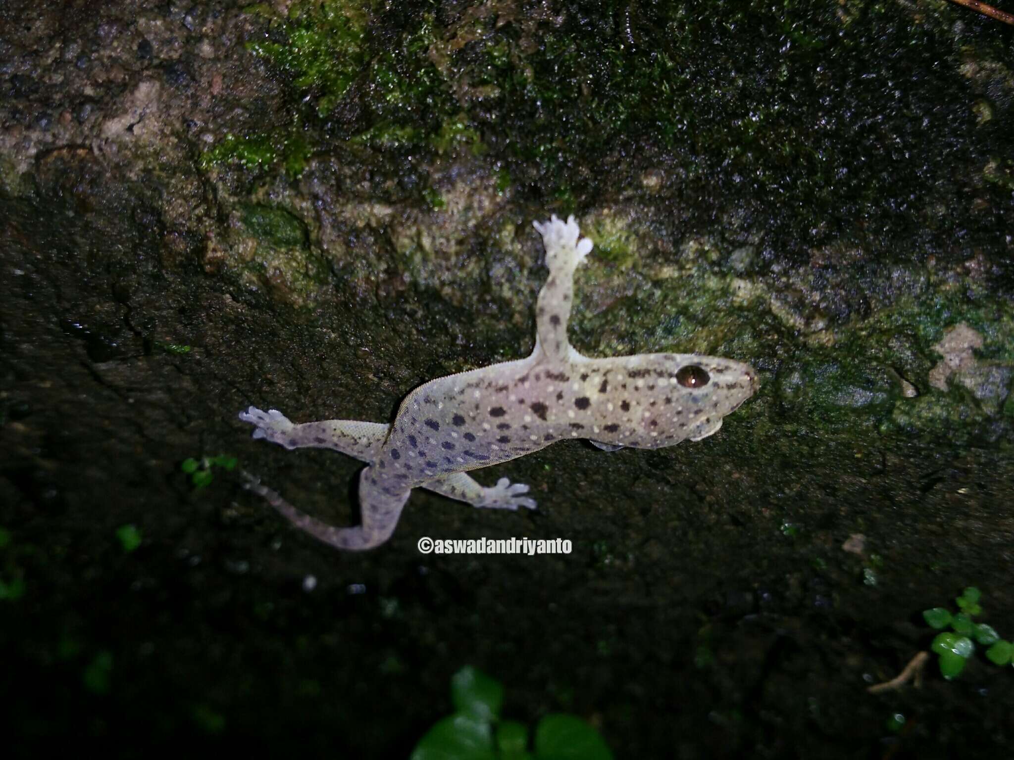 Gehyra mutilata (Wiegmann 1834) resmi