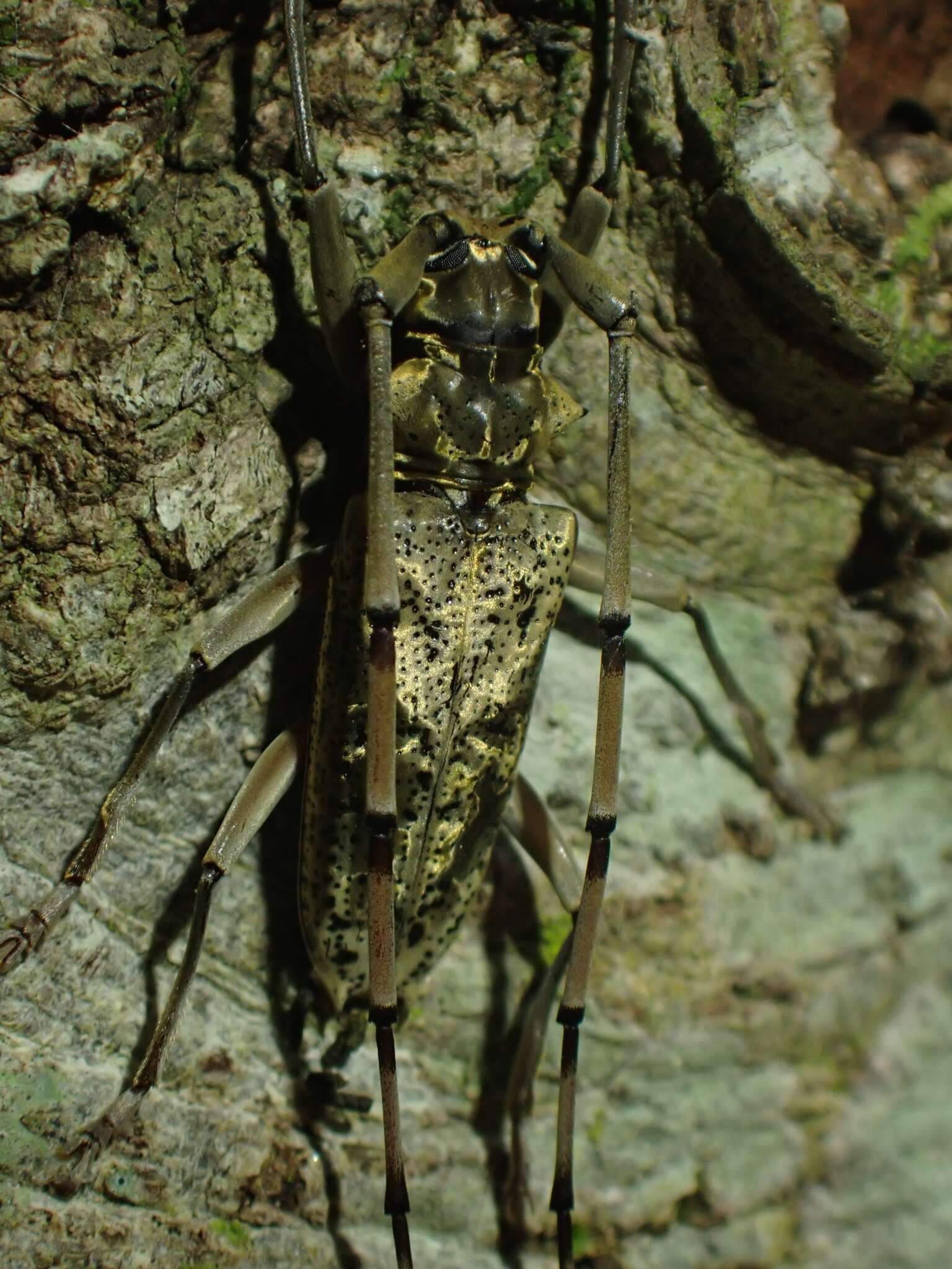 Image of Acalolepta antenor (Newman 1842)