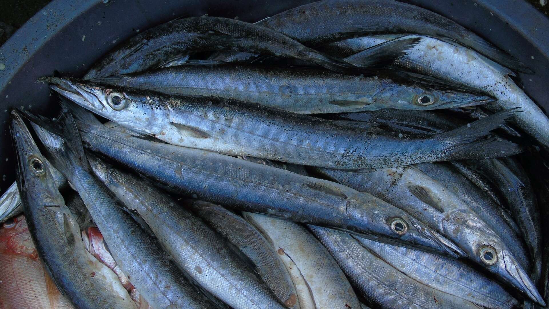 Image of Mexican barracuda