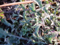 Слика од Centaurea limbata Hoffmgg. & Link