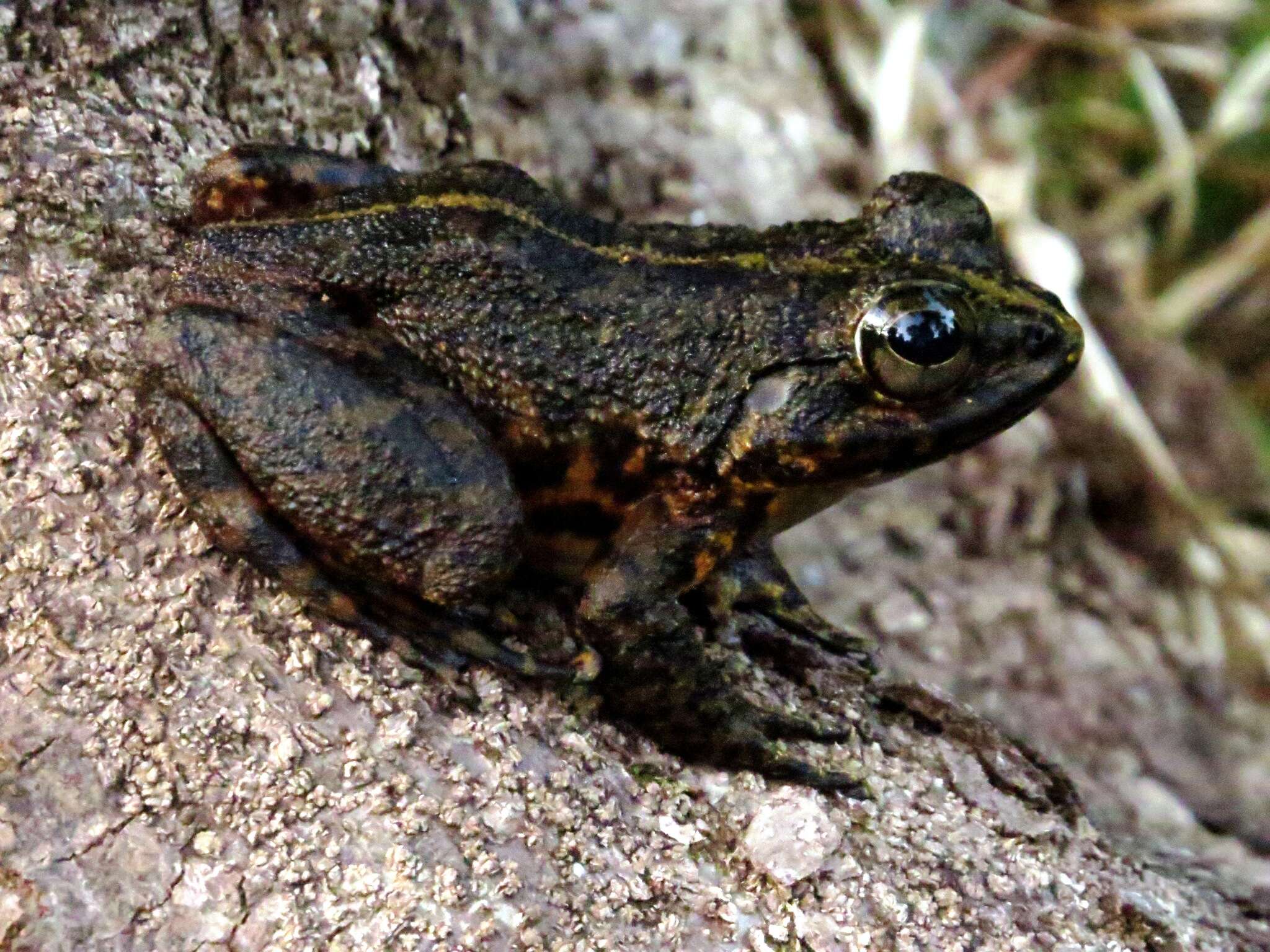 Image of Grandidier's Madagascar Frog